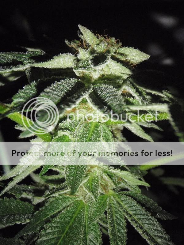 bkhydroday27.jpg