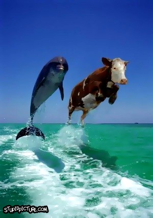 CowAndDolphin.jpg