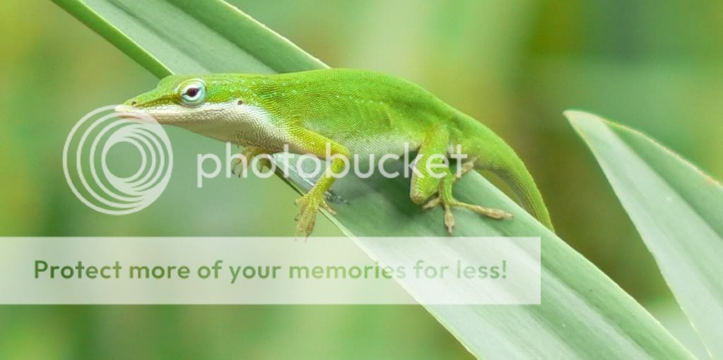 CrinumChameleon.jpg