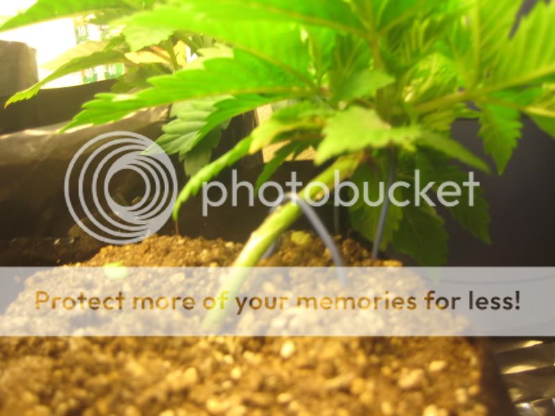 plants015.jpg