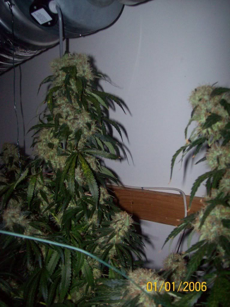 Plants023.jpg