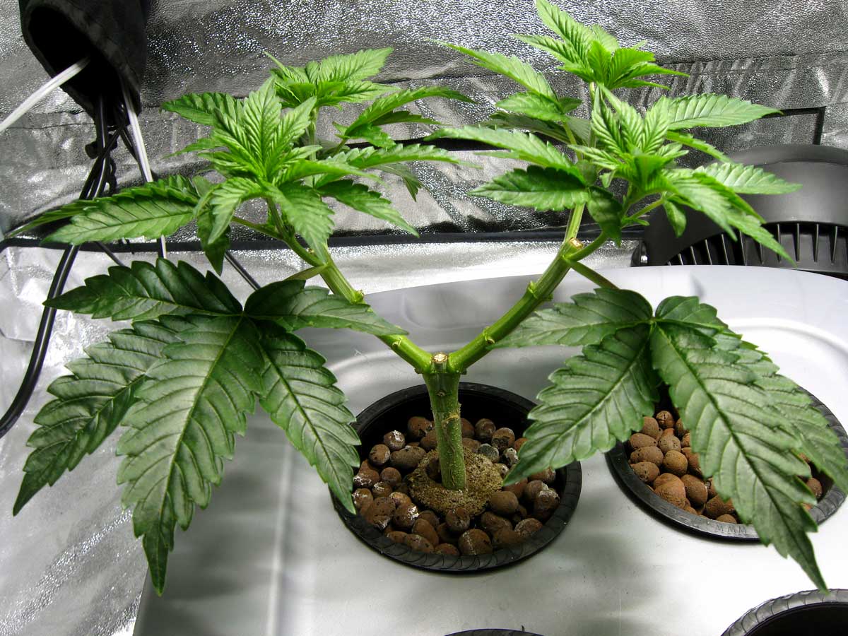 build-manifold-cannabis.jpg