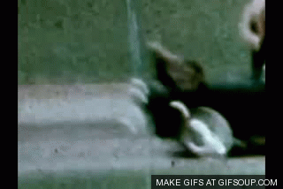 enhanced-nix-gif_o_GIFSoupcom.gif