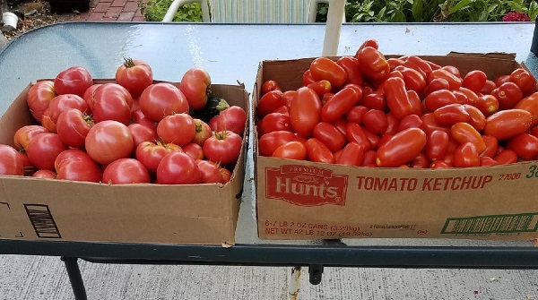 tomatobox2.jpg