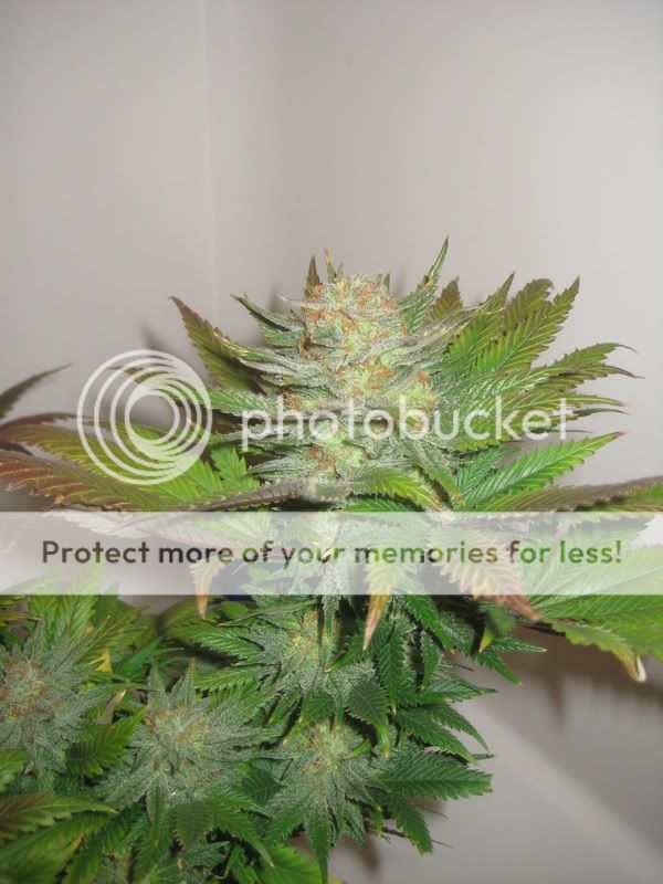 plants219.jpg