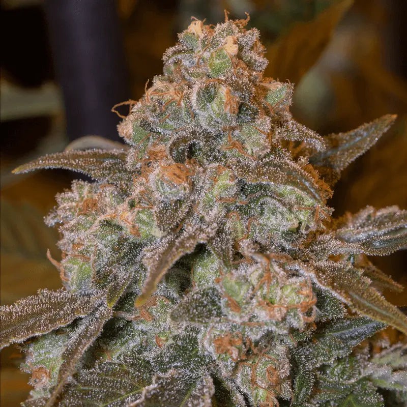 www.silent-seeds.com