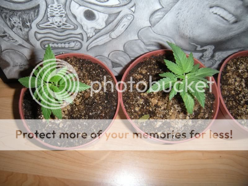bubbakush3JPG.jpg