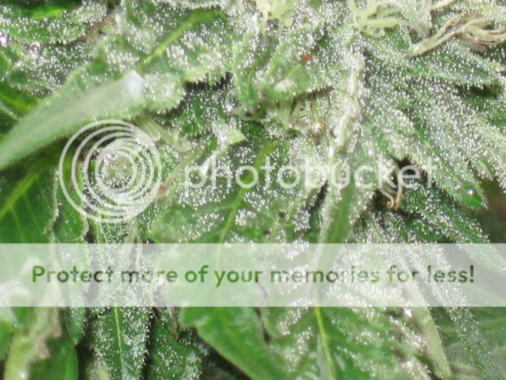 flower7010.jpg
