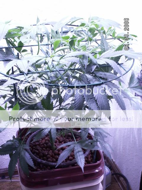 PICT0378.jpg