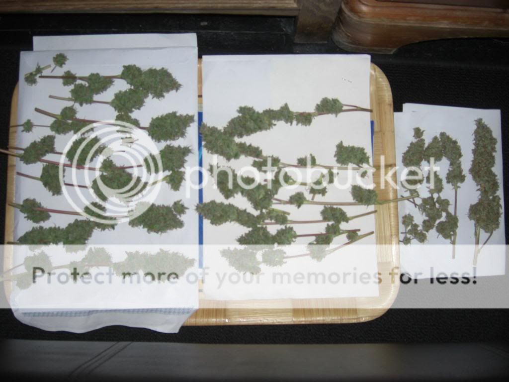 CIMG7082_zps5efacb8d.jpg