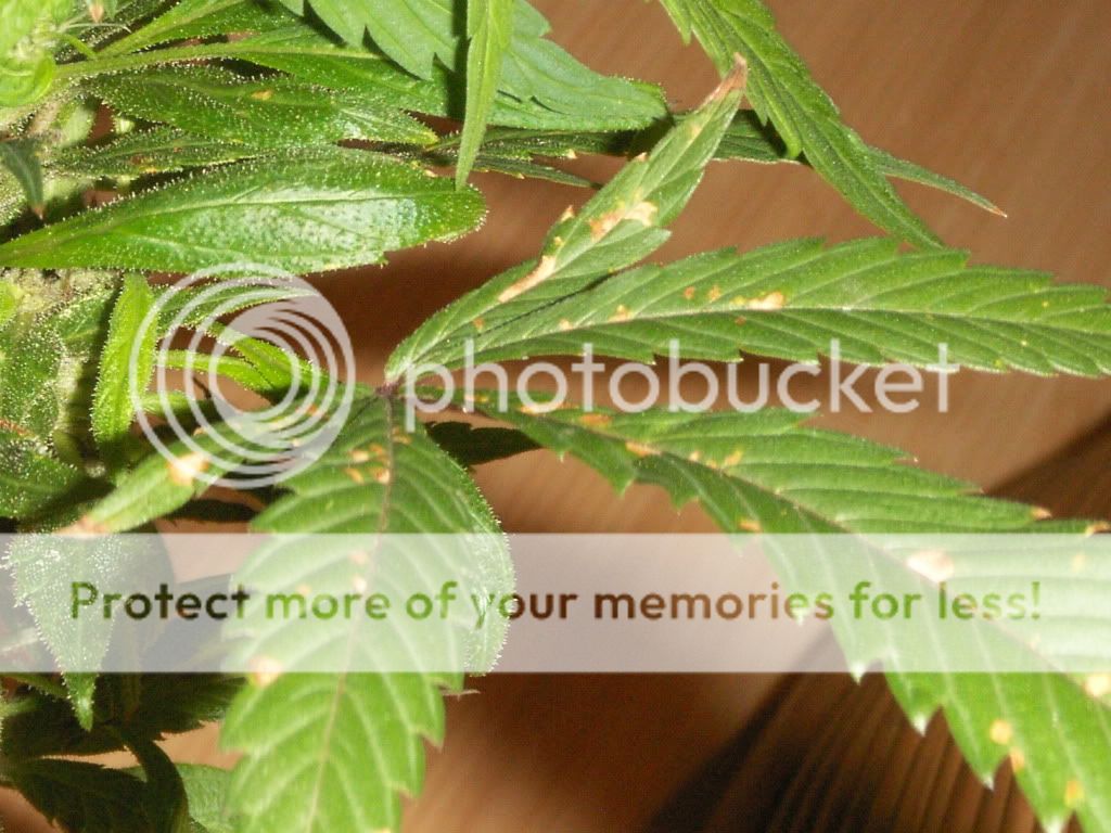 PICT0003.jpg