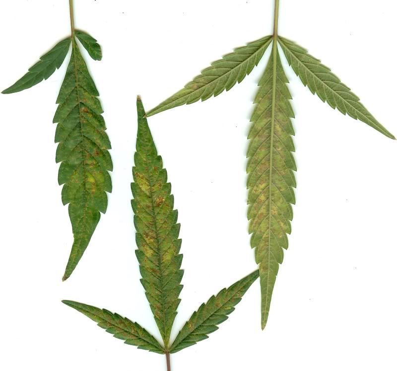 leafproblem.jpg