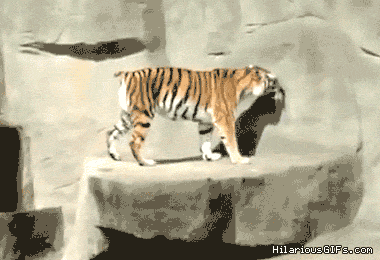 02-CpXRmju.gif