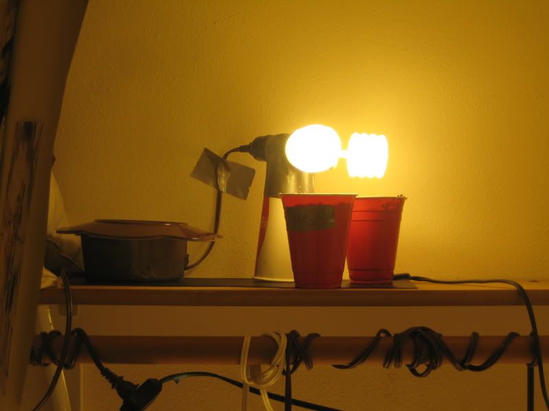 plants111.jpg