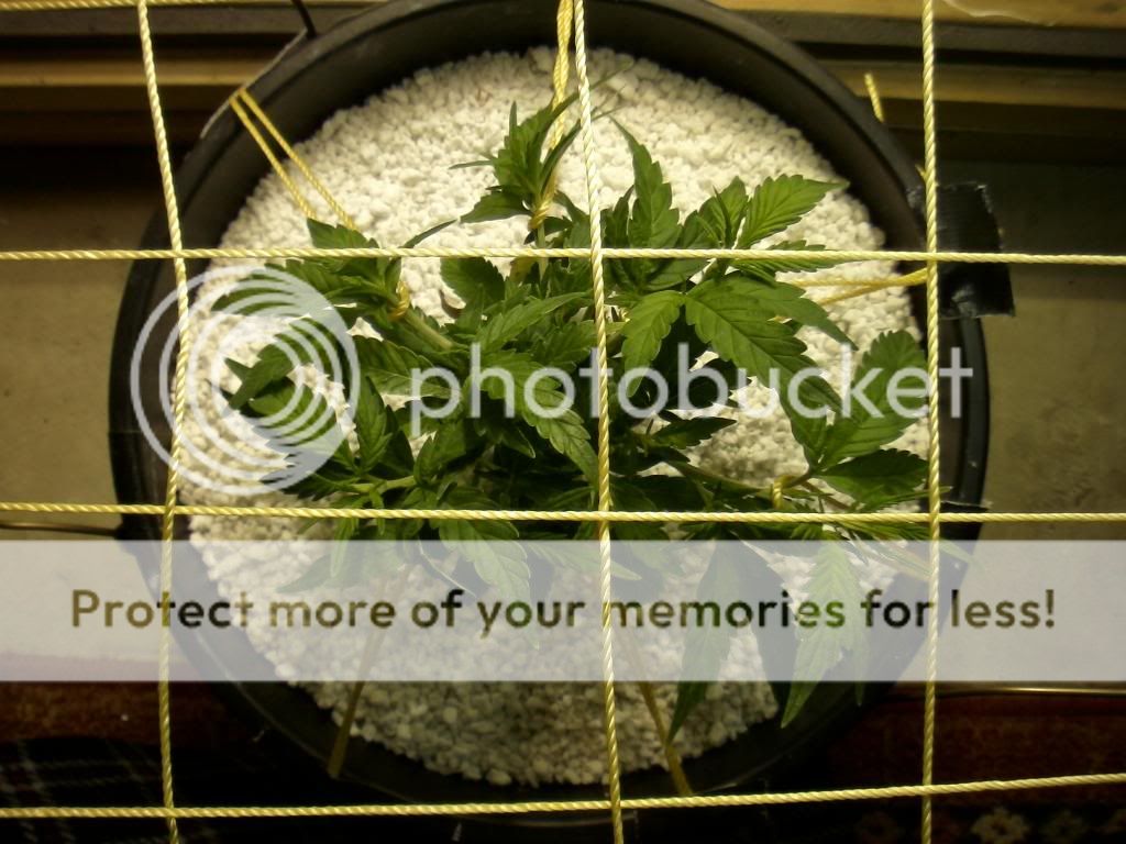 SAM_0751_zpsf9abf4af.jpg