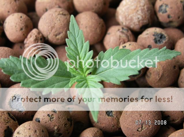 PICT0010.jpg