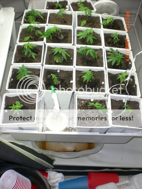 allplantsday4.jpg