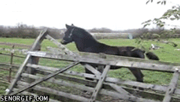 gifs_05.gif