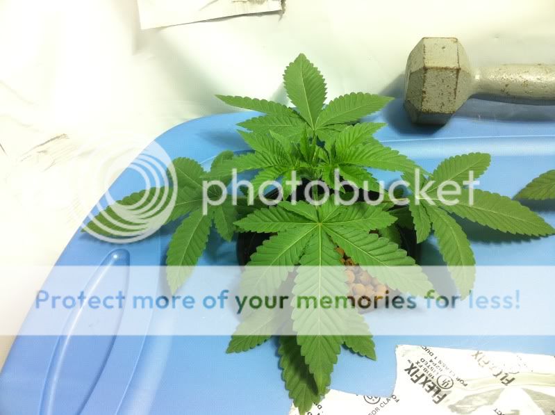 plant21.jpg