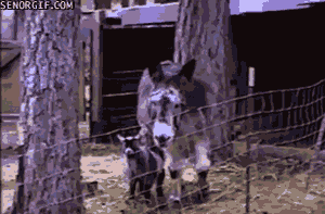 4F0Ki09.gif