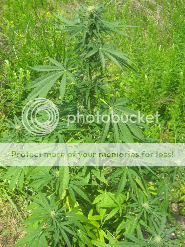 Querkle2-4.jpg