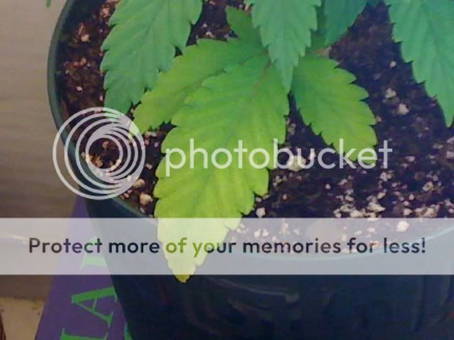 Picture004.jpg