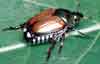 pests_japanesebeetles.jpg