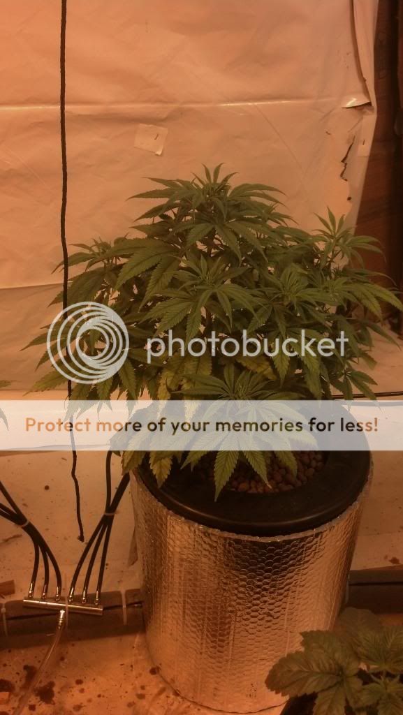 2013-01-04_12-49-06_675_zpse0a7ebe2.jpg
