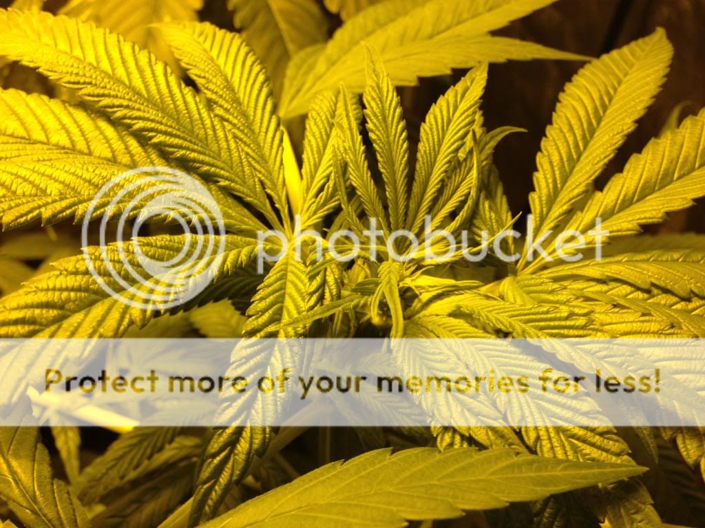 photo4_zpsbca8ee8c.jpg