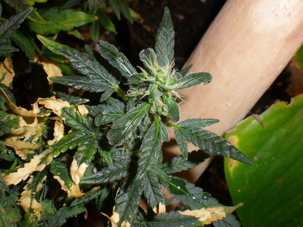 P1010027.jpg