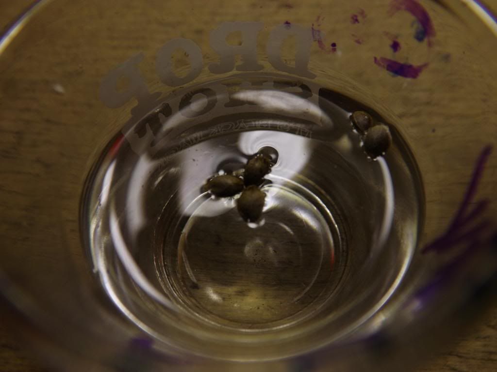 DSCF1948_zps5c5e3db0.jpg