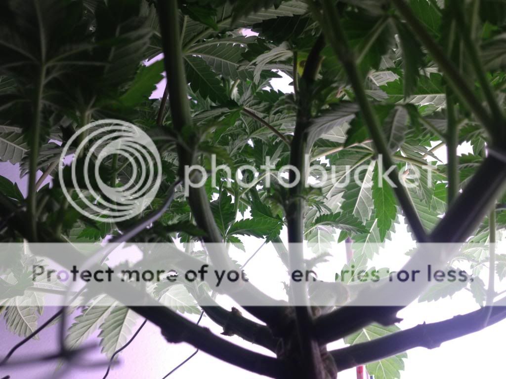 IMG_2584_zps9c5a538a.jpg