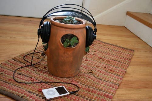plant.jpg