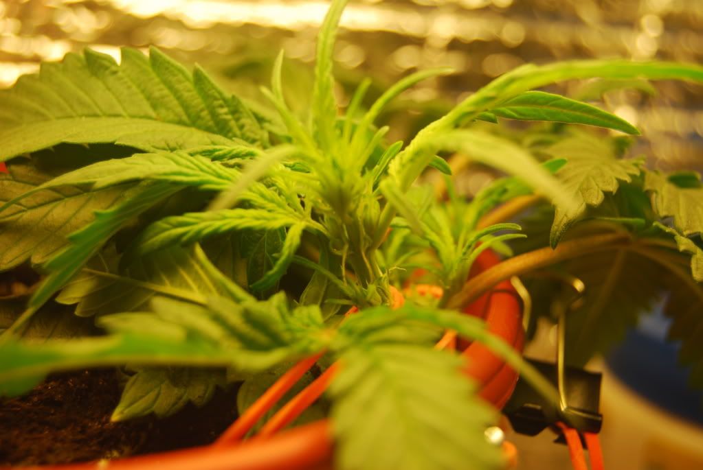 weed37003.jpg