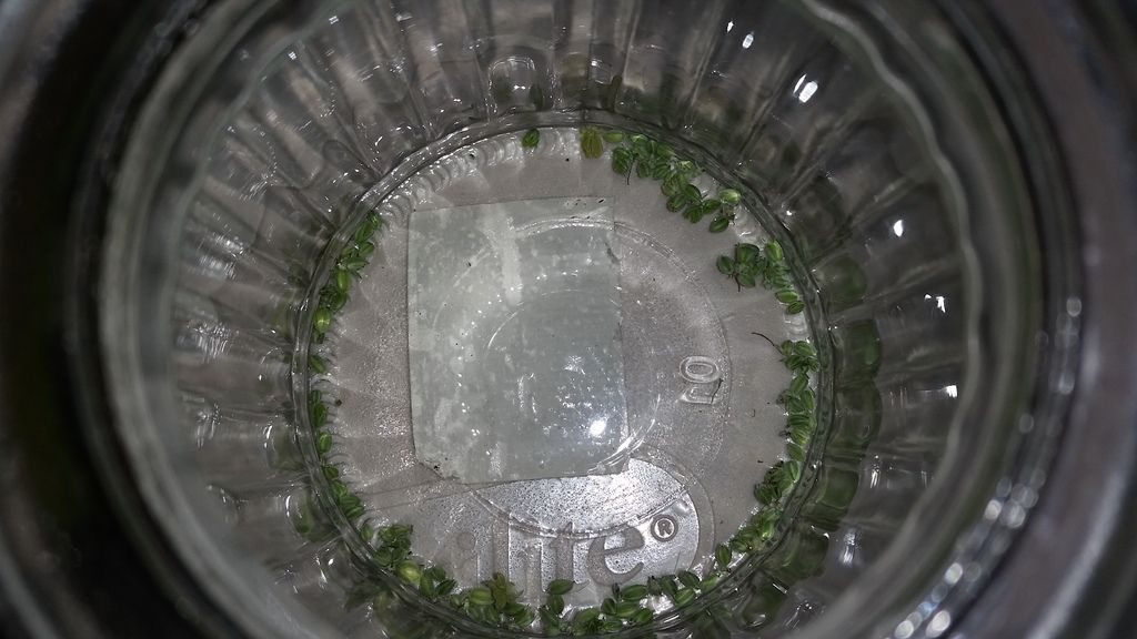 20151214_200448_zpsosgpnbn7.jpg
