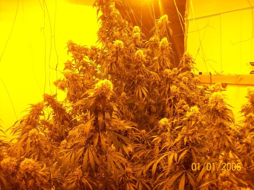 Plants007.jpg