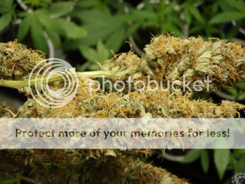 bastardjackharvest1_800x600.jpg