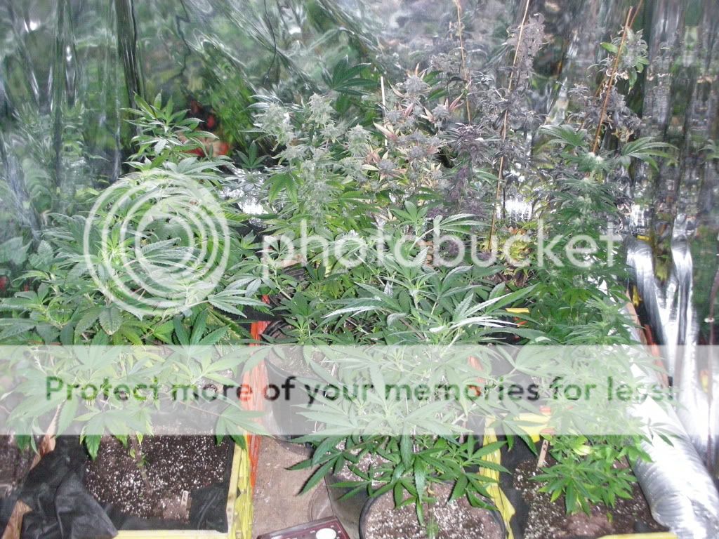 DSCN4070.jpg