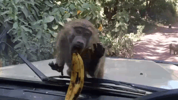 gifs_08.gif