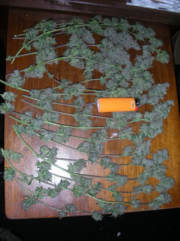 DSCN4061.jpg