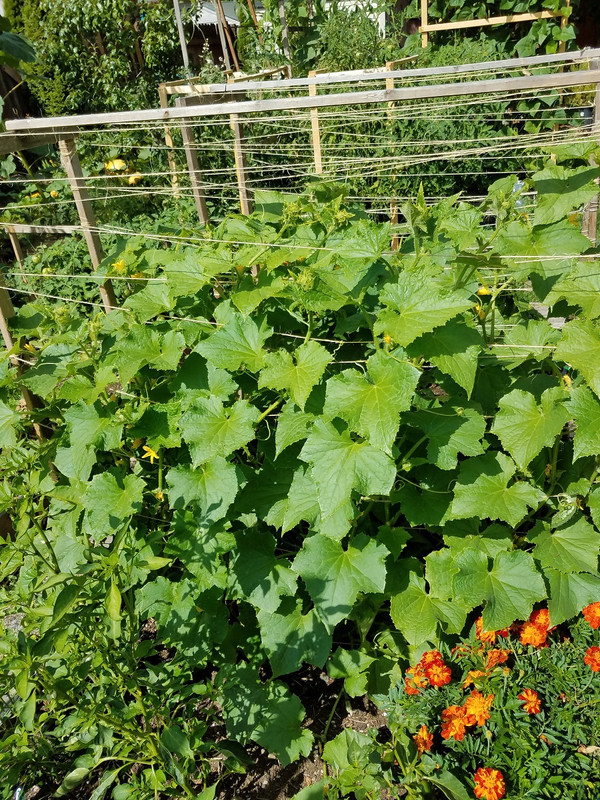 720cucumber2.jpg