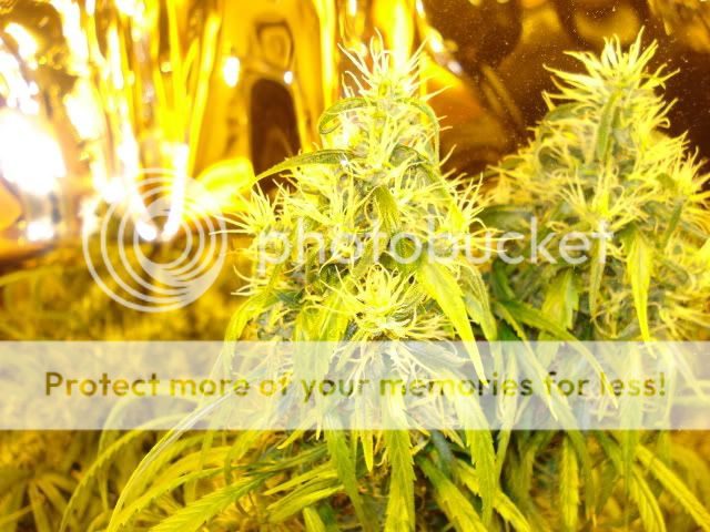 TSSLifeofPlant033.jpg