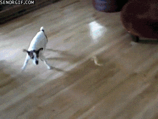 gifs_13.gif
