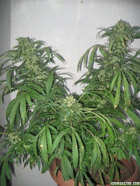 CC1_Harvest_oct25_10_.jpg