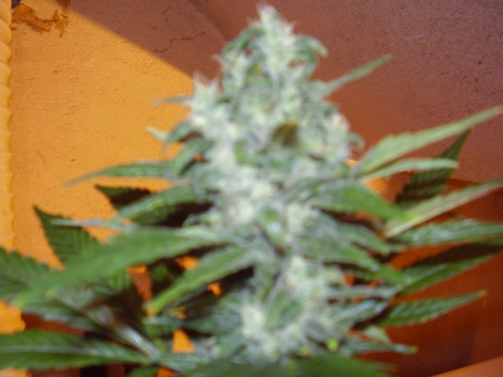 weee008.jpg
