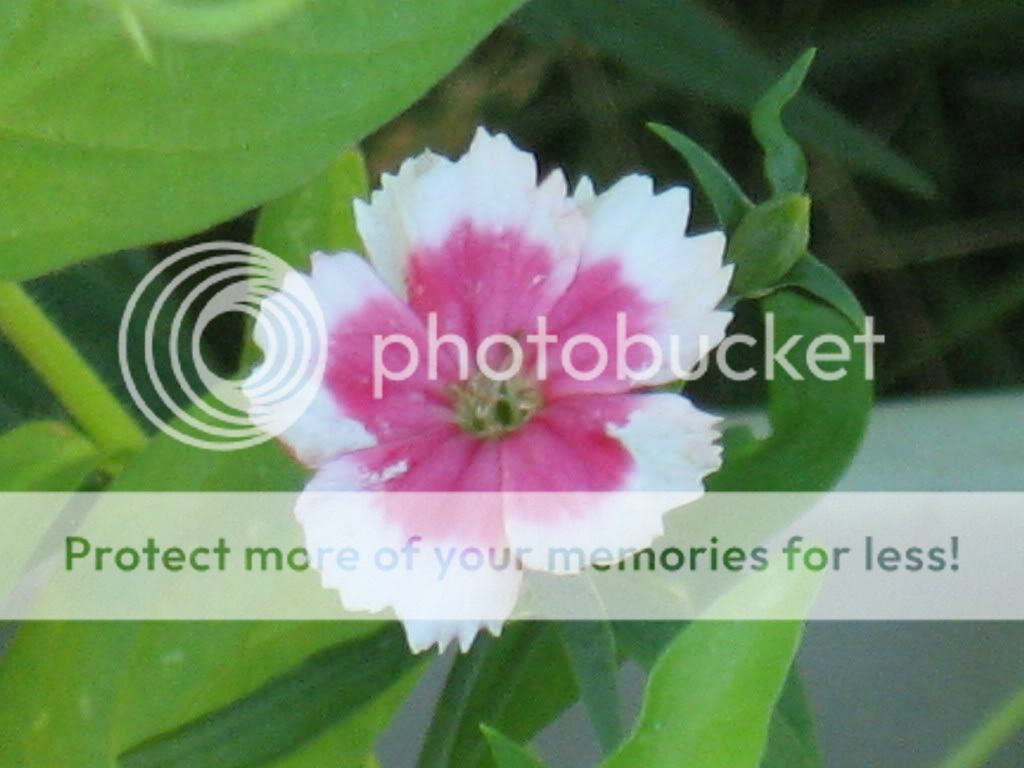 IMG_2081.jpg