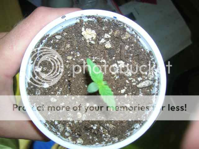 DSCN1095.jpg