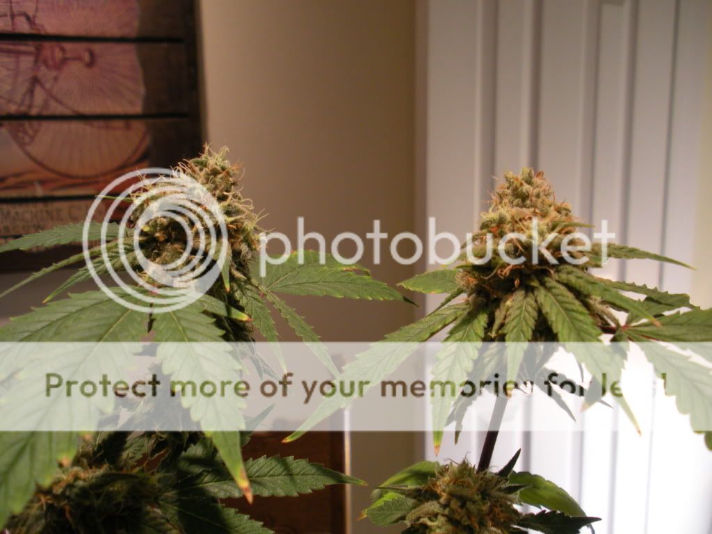DSCN1052.jpg