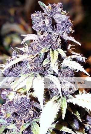 blueberry-marijuana-3.jpg