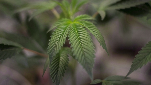 MMJ_Leaf5.jpg